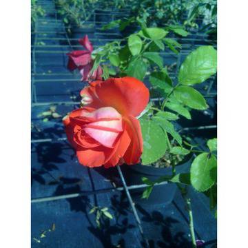 КАТАЛОЖЕН №12342 ROSA РОЗА