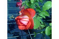 КАТАЛОЖЕН №12342 ROSA РОЗА