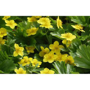 очеболец валдщайния туфесто почвопокривно цъфтящо сенчесто градинско балконско