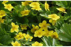 очеболец валдщайния туфесто почвопокривно цъфтящо сенчесто градинско балконско