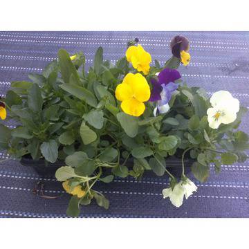 ТЕМЕНУЖКА КАСКАДНА МНОГОЦВЕТНА ПЪСТРОЦВЕТНА ЗИМОУСТОЙЧИВА