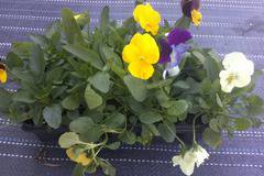 ТЕМЕНУЖКА КАСКАДНА МНОГОЦВЕТНА ПЪСТРОЦВЕТНА ЗИМОУСТОЙЧИВА