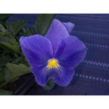 ВИОЛА ГРАДИНСКА ЗИМОУСТОЙЧИВА БАЛКОНСКА