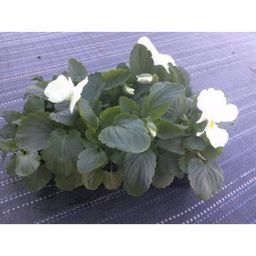 ВИОЛА ЗИМОУСТОЙЧИВА ГРАДИНСКА БАЛКОНСКА ТЕМЕНУЖКА ЦЪФТЯЩА МНОГОЦВЕТНА