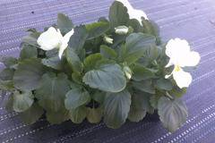 ВИОЛА ЗИМОУСТОЙЧИВА ГРАДИНСКА БАЛКОНСКА ТЕМЕНУЖКА ЦЪФТЯЩА МНОГОЦВЕТНА