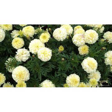 Tagetes Vanilia – Цветя и градина – всичко за цветята и градината