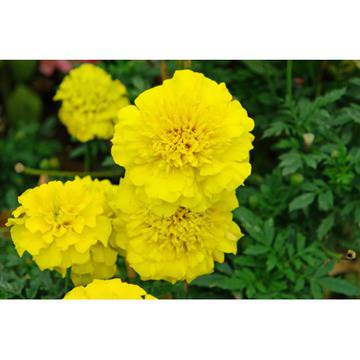Tagetes patula – Цветя и градина – всичко за цветята и градината