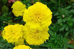 Tagetes patula – Цветя и градина – всичко за цветята и градината