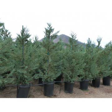 лъжекипарис