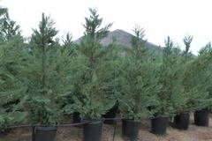 лъжекипарис