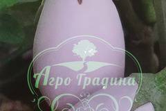 Патладжан Бял