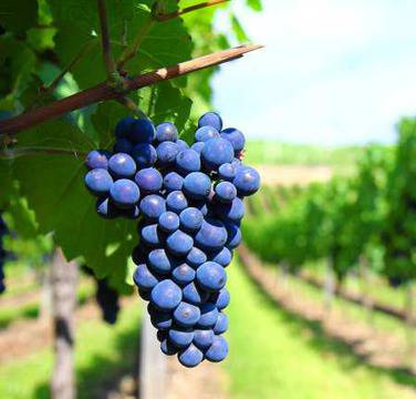 Съединения в гроздето и боровинките укрепват имунитета