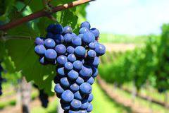 Съединения в гроздето и боровинките укрепват имунитета