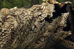 Вълшебникът и дървото