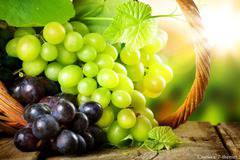 Бургас – първенец по отглеждане на винени сортове лозя