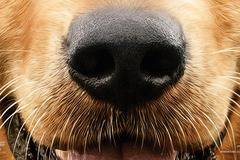 „Кучешки живот“ – книгата и филмът (видео)