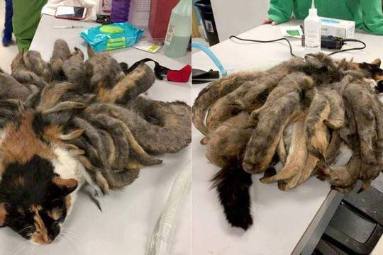 Пол отиде да нахрани котката на старият си приятел, но когато я видя остана без думи… Какво е това?