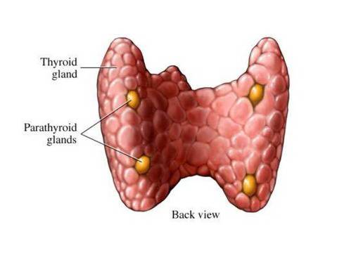 Кое е правилното лечение при хашимото