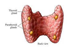 Кое е правилното лечение при хашимото