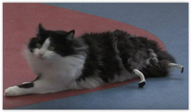 Български лекари извършиха уникална операция на котешки пациент