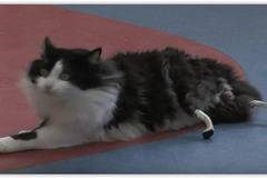 Български лекари извършиха уникална операция на котешки пациент