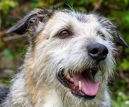 Обоняние и обонятелна сетивна система