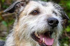 Обоняние и обонятелна сетивна система