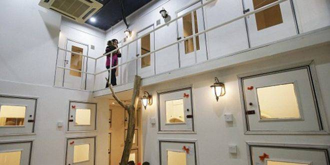 Луксозен хотел за котки, който впечатлява и хората