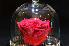 Цикламена вечна роза в стъкленица