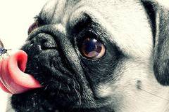 Вкус, вкусова сетивна система и вкусови усещания