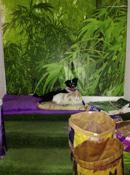 Любовта между животните