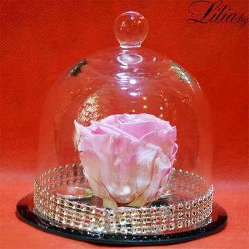 Малка бледорозова вечна роза в стъкленица