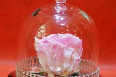 Малка бледорозова вечна роза в стъкленица