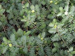 Билка против дискова херния!