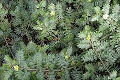 Билка против дискова херния!