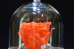 Цветя в Кутия и Вечни Рози – Оранжева вечна роза в стъкленица – Доставка на Цветя и Букети за Свети Валентин София