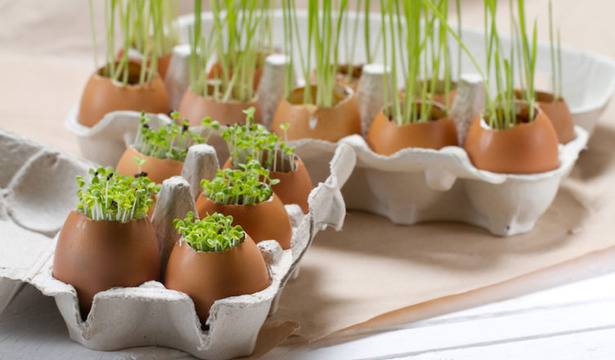 Пресни зеленчуци вкъщи