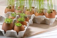 Пресни зеленчуци вкъщи