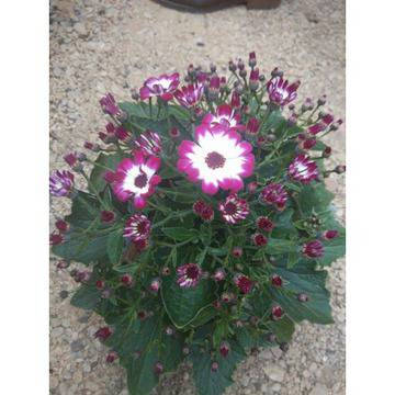 КАТАЛОЖЕН номер 022Senecio Сенецио ,Цинерария