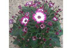 КАТАЛОЖЕН номер 022Senecio Сенецио ,Цинерария