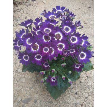 КАТАЛОЖЕН номер 029SeSenecio Сенецио ,Цинерария