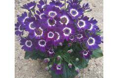 КАТАЛОЖЕН номер 029SeSenecio Сенецио ,Цинерария