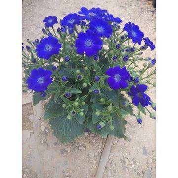 КАТАЛОЖЕН номер 028 Senecio Сенецио ,Цинерария