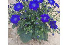 КАТАЛОЖЕН номер 028 Senecio Сенецио ,Цинерария