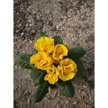 PRIMULA 06 – Цветя и градина – всичко за цветята и градината