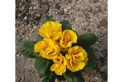 PRIMULA 06 – Цветя и градина – всичко за цветята и градината