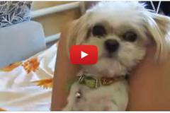 Тя казва на КУЧЕТО си, че му е ИЗЯЛА КЮФТЕТО… През сълзи ще се смеете, когато видите неговата реакция! (ВИДЕО)