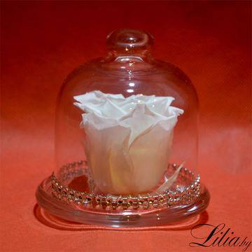 2017 Вечни рози и рози в стъкленица – Малка бяла вечна роза в стъкленица – Доставка на Цветя-Букети-Роза в стъкленица-Вечни…