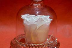 2017 Вечни рози и рози в стъкленица – Малка бяла вечна роза в стъкленица – Доставка на Цветя-Букети-Роза в стъкленица-Вечни…