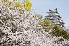 Ханами - Сезонът на цъфналите вишни в Япония